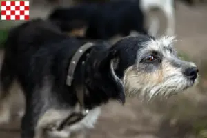 Lees meer over het artikel Griffon Nivernais fokkers en pups in Noord-Brabant