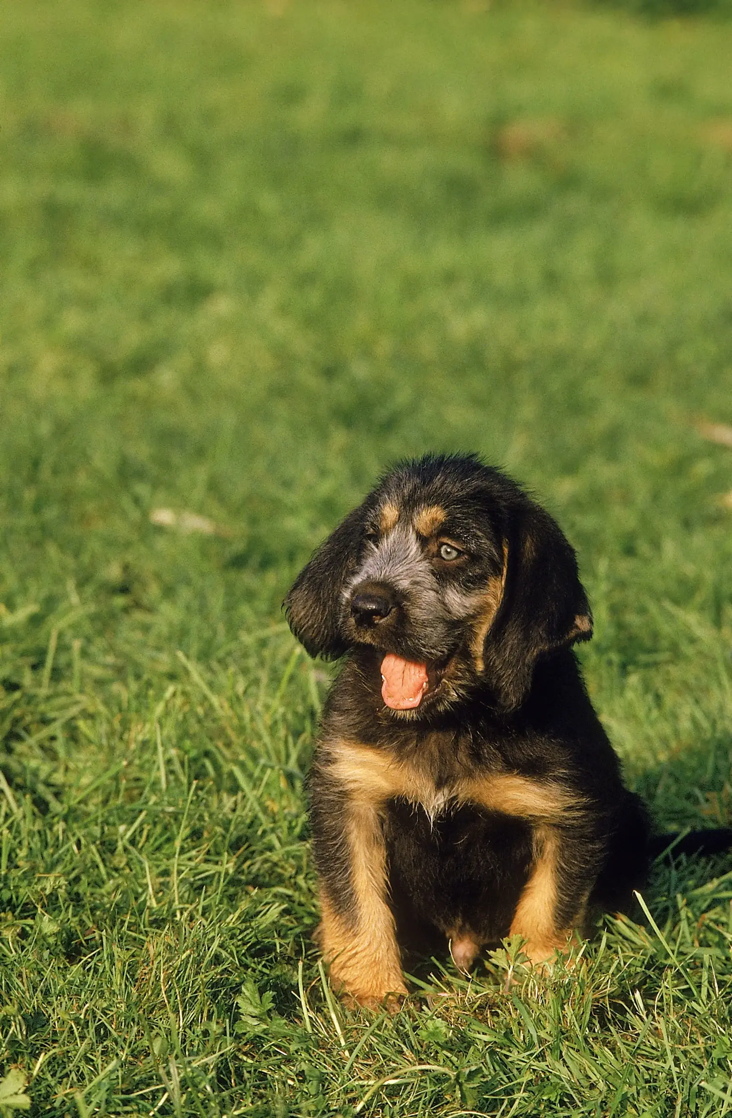 Een Griffon Nivernais puppy kopen betekent verantwoordelijkheid nemen! Griffon Nivernais puppy kopen.