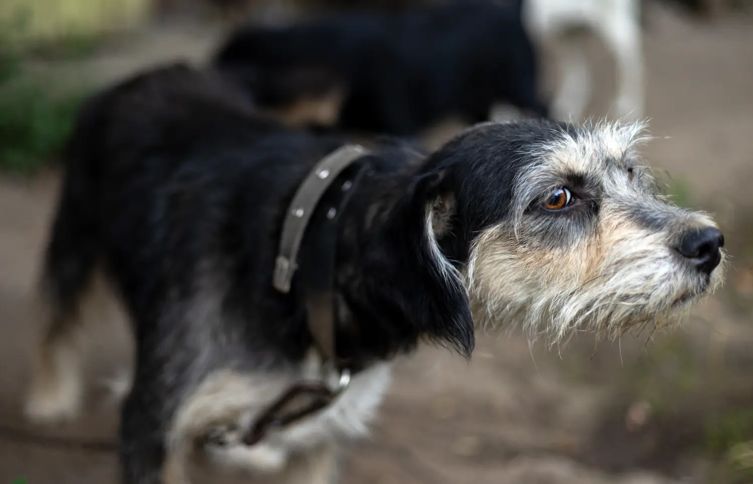 Een Griffon Nivernais puppy kopen betekent verantwoordelijkheid nemen! Griffon Nivernais puppy kopen.