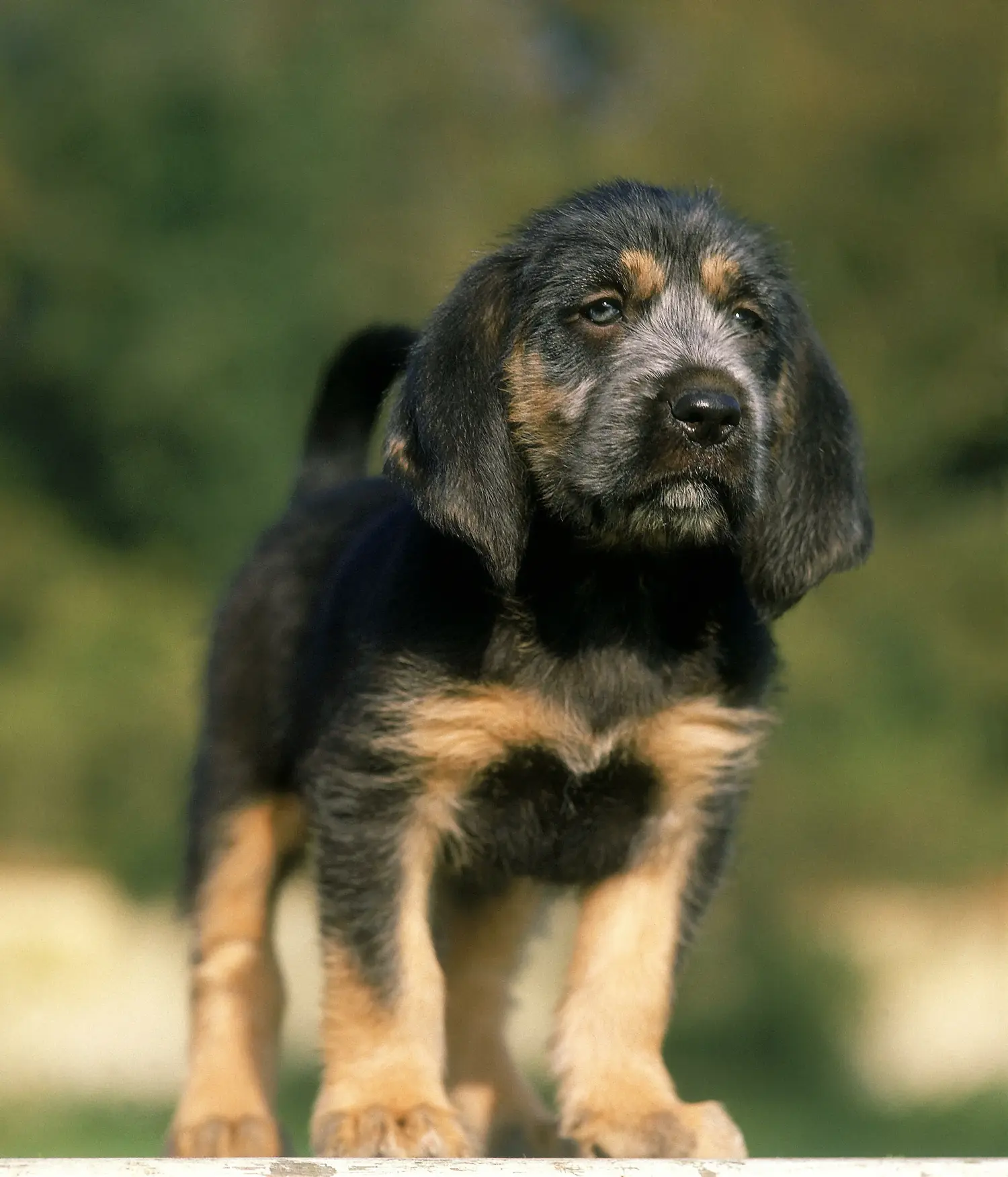Een Griffon Nivernais puppy kopen betekent verantwoordelijkheid nemen! Griffon Nivernais puppy kopen.