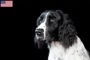 Lees meer over het artikel Grote Münsterländer fokker en puppies in de USA