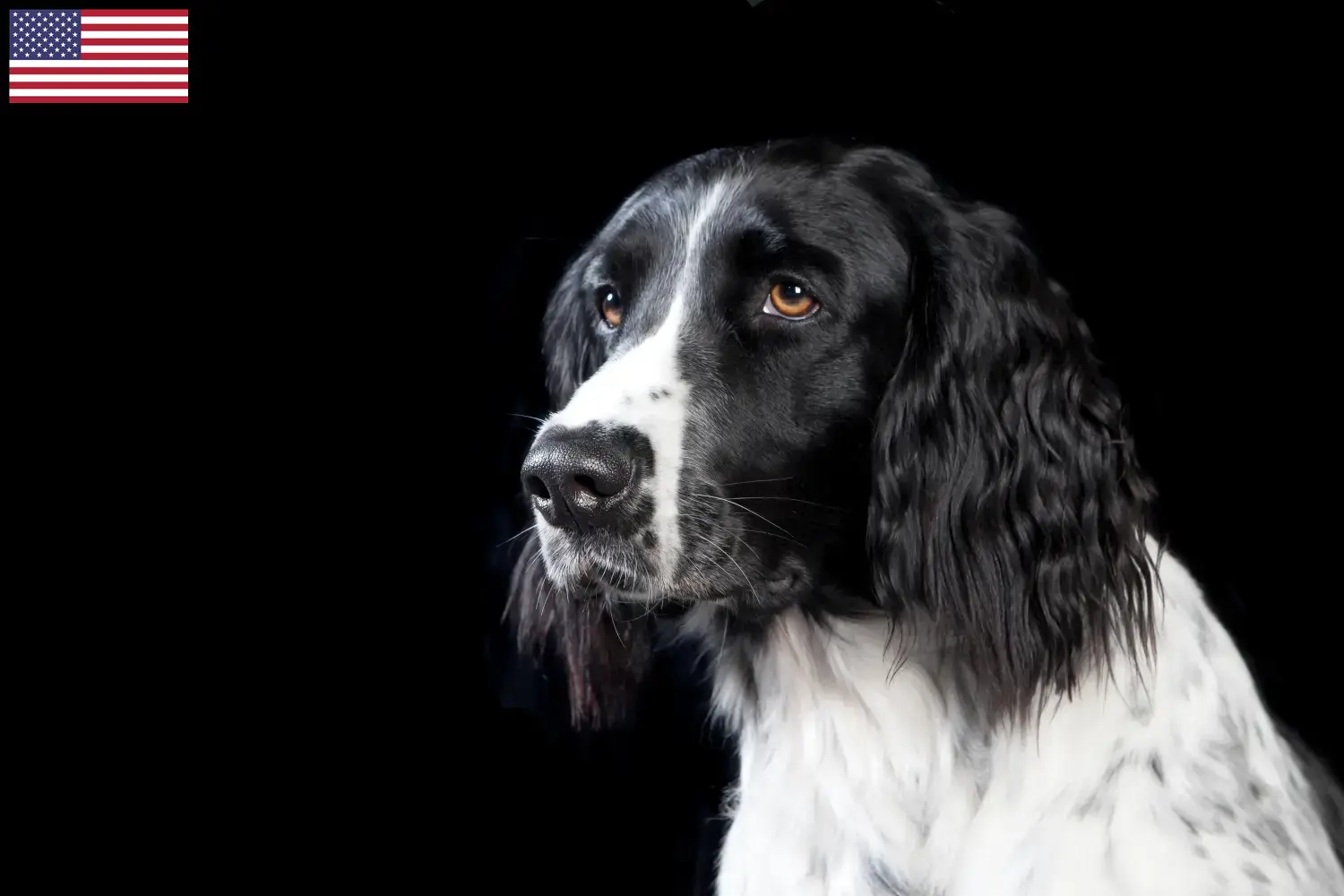 Lees meer over het artikel Grote Münsterländer fokker en puppies in de USA