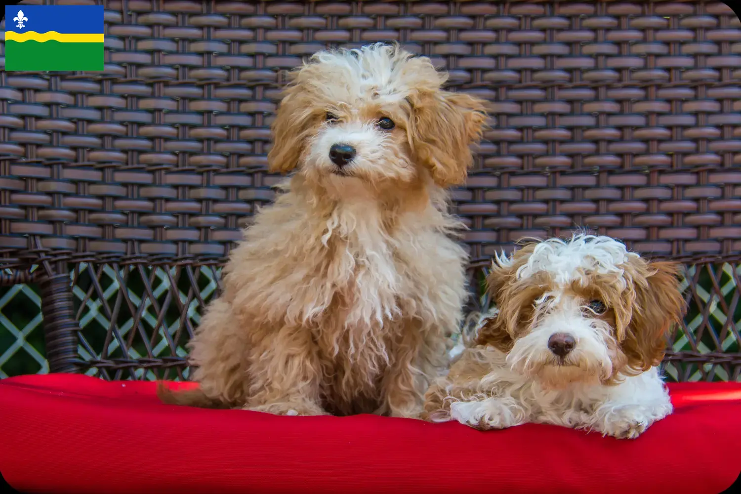 Havapoo puppy's en fokkers Flevoland Hier vind je Havapoos fokkers in Flevoland.