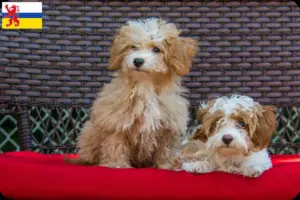 Lees meer over het artikel Havapoo fokkers en pups in Limburg