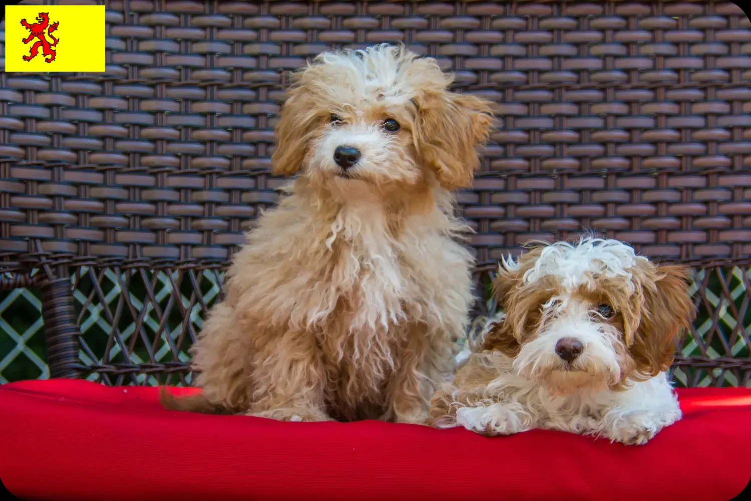 Havapoo puppy's en fokkers Zuid-Holland Hier vind je Havapoos fokkers in Zuid-Holland.