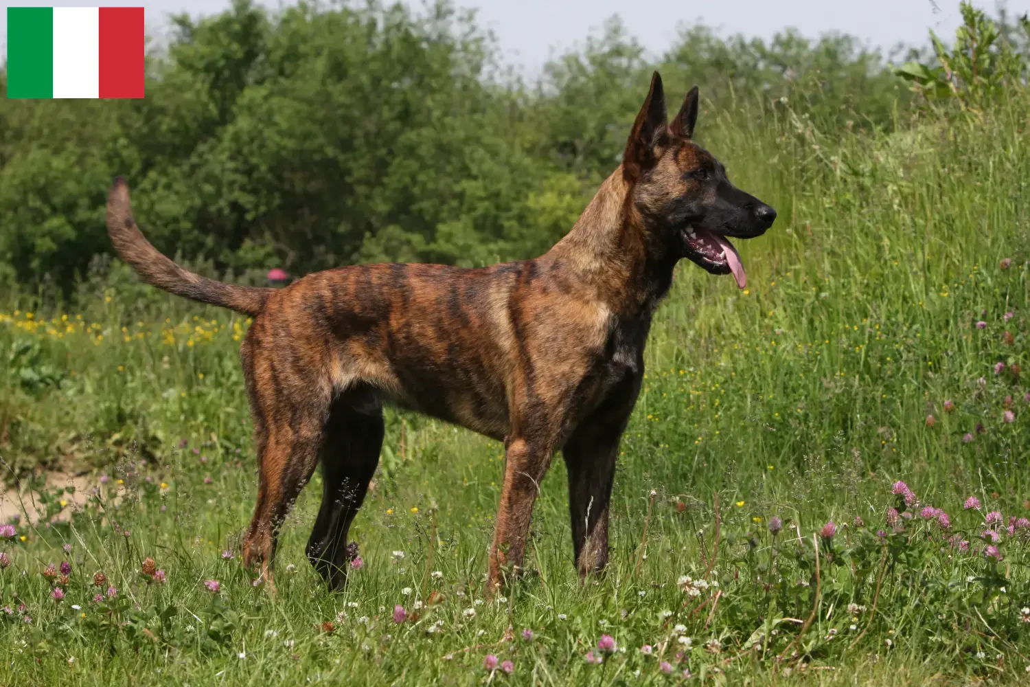 Hollandse Herdershond pups en fokkers Italië Hier vind je Hollandse Herdershonden fokkers in Italië.