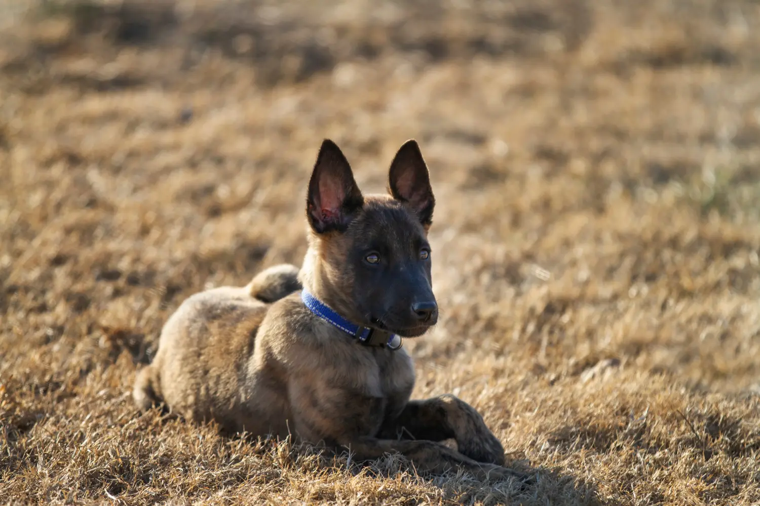 Een Hollandse Herdershond puppy kopen betekent verantwoordelijkheid nemen! Hollandse Herdershond puppy kopen.