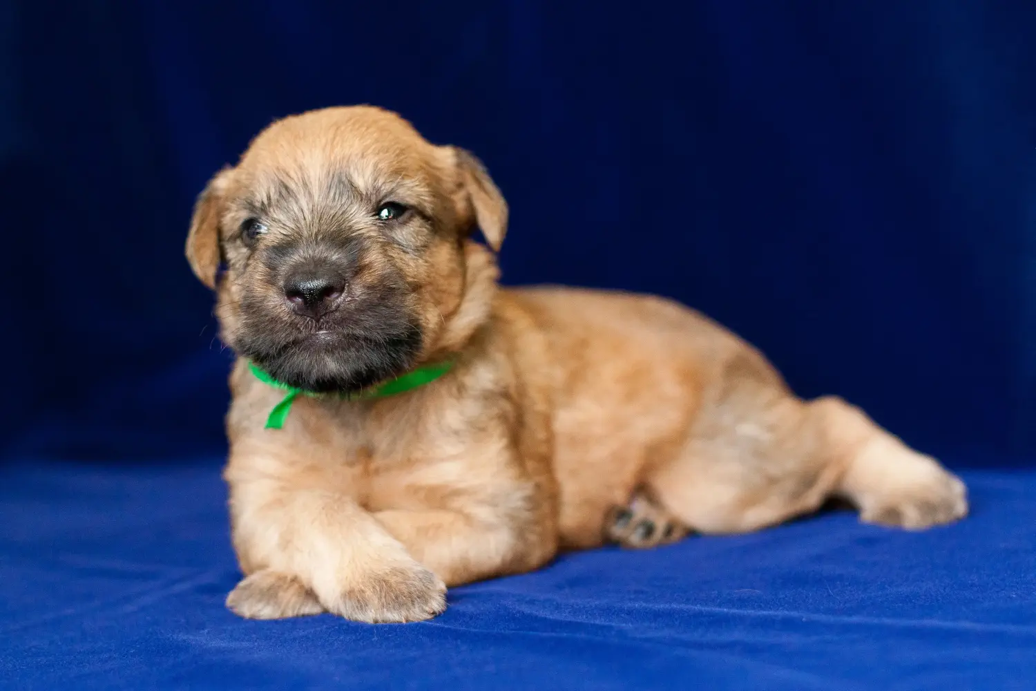Een Ierse Soft Coated Wheaten Terrier puppy kopen betekent verantwoordelijkheid nemen! Ierse Soft Coated Wheaten Terrier puppy's kopen.