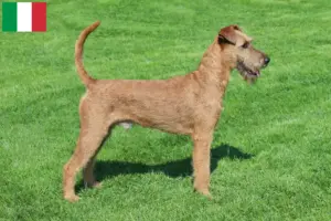 Lees meer over het artikel Ierse Terrier fokkers en puppies in Italië