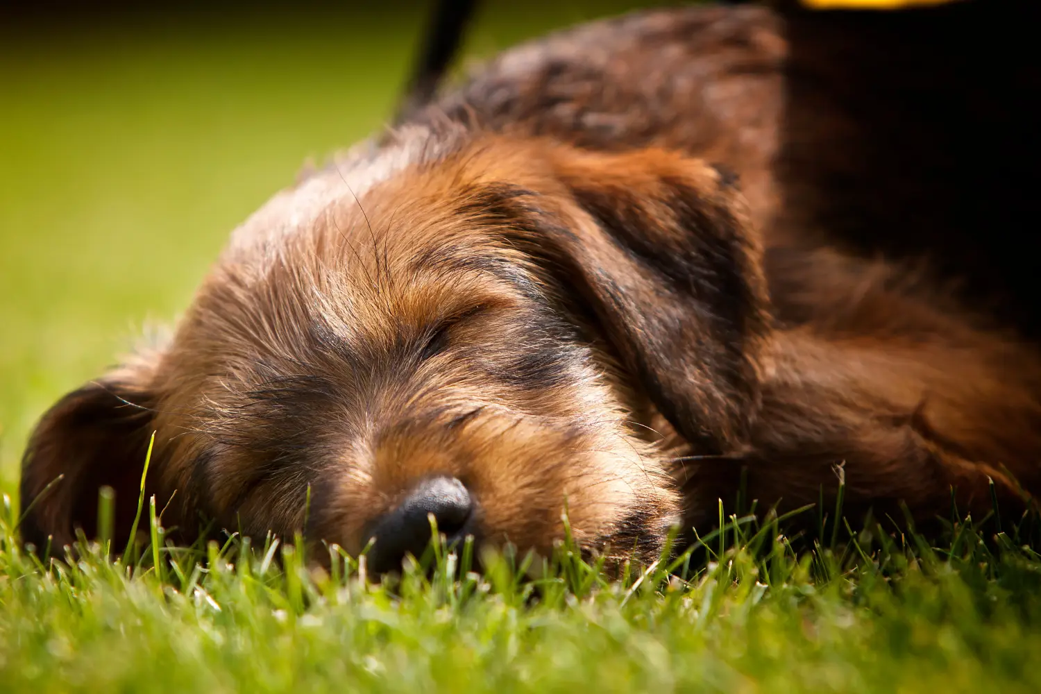 Een Ierse Terrier puppy kopen betekent verantwoordelijkheid nemen! Ierse Terrier puppy's kopen.