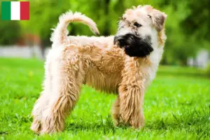 Lees meer over het artikel Ierse Soft Coated Wheaten Terrier fokkers en puppies in Italië