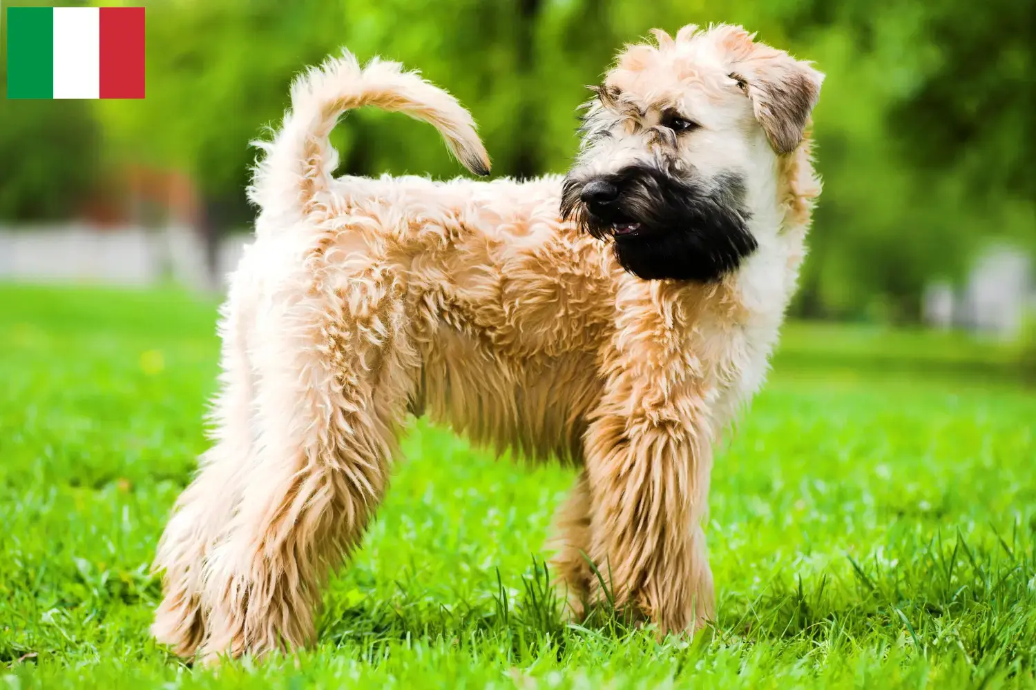 Lees meer over het artikel Ierse Soft Coated Wheaten Terrier fokkers en puppies in Italië