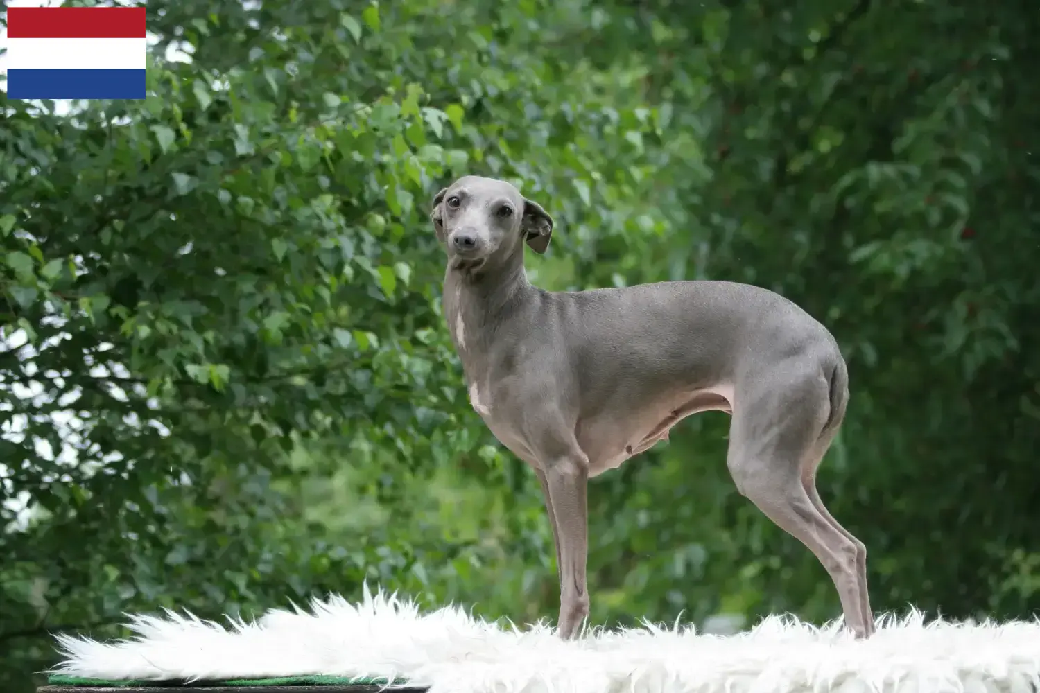 Italiaanse windklok puppy's en fokker Nederland Hier vind je Italiaanse windgongenfokkers in Nederland.