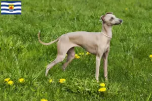 Lees meer over het artikel Italiaanse windklok fokkers en puppies in Zeeland