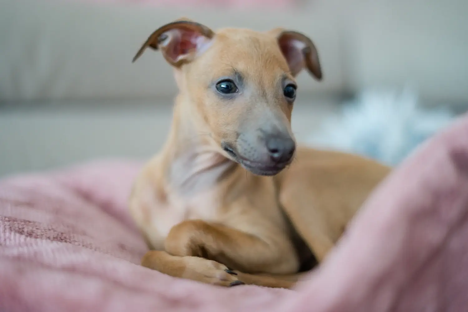 Een Italian Greyhound puppy kopen betekent verantwoordelijkheid nemen! Italiaanse windgong puppy's kopen.
