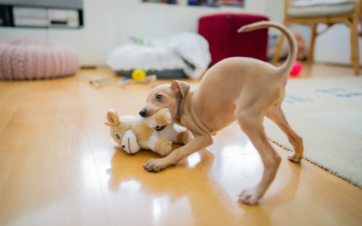 Een Italian Greyhound puppy kopen betekent verantwoordelijkheid nemen! Italiaanse windgong puppy's kopen.