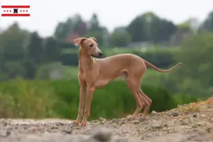 Lees meer over het artikel Italiaanse windklok fokkers en pups in Drenthe