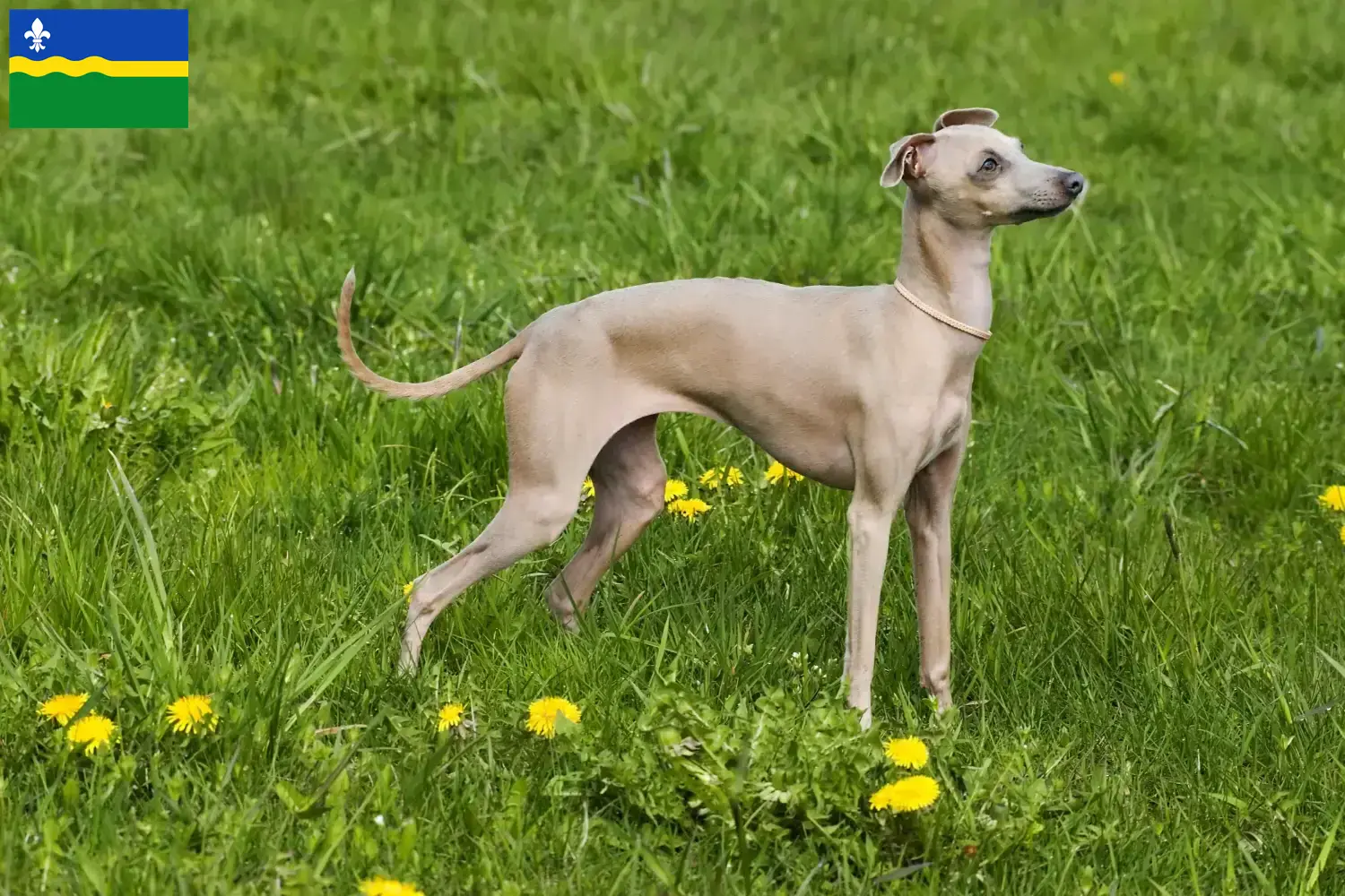 Italiaanse windklok puppy's en fokker Flevoland Hier vind je Italiaanse windgongfokkers in Flevoland.