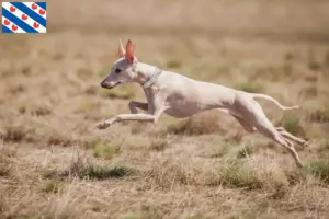 Lees meer over het artikel Italiaanse windklok fokker en puppies in Friesland