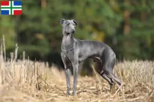 Lees meer over het artikel Italiaanse windklok fokker en puppies in Groningen