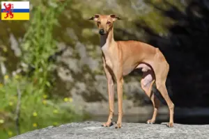 Lees meer over het artikel Italiaanse windklok fokker en puppies in Limburg
