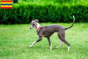 Lees meer over het artikel Italiaanse windklok fokkers en puppies in Overijssel