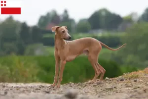 Lees meer over het artikel Italiaanse windklok fokker en puppies in Utrecht