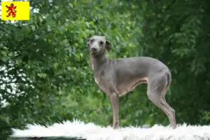 Lees meer over het artikel Italiaanse windklok fokkers en puppies in Zuid-Holland