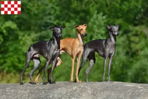 Lees meer over het artikel Italiaanse windklok fokkers en pups in Noord-Brabant