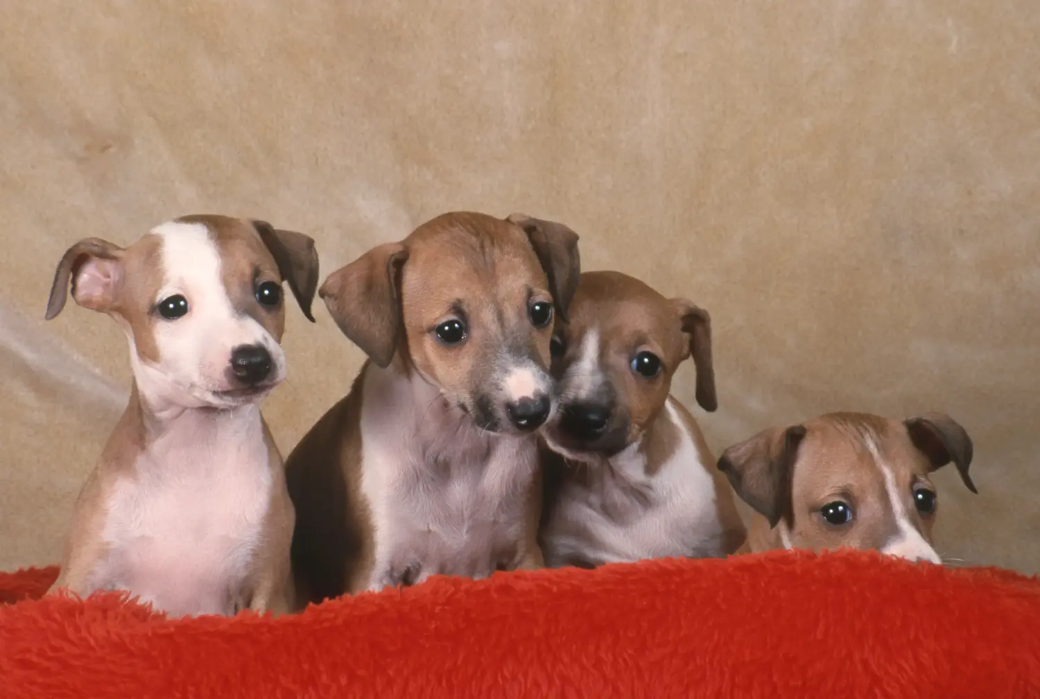 Een Italian Greyhound puppy kopen betekent verantwoordelijkheid nemen! Italiaanse windgong puppy's kopen.