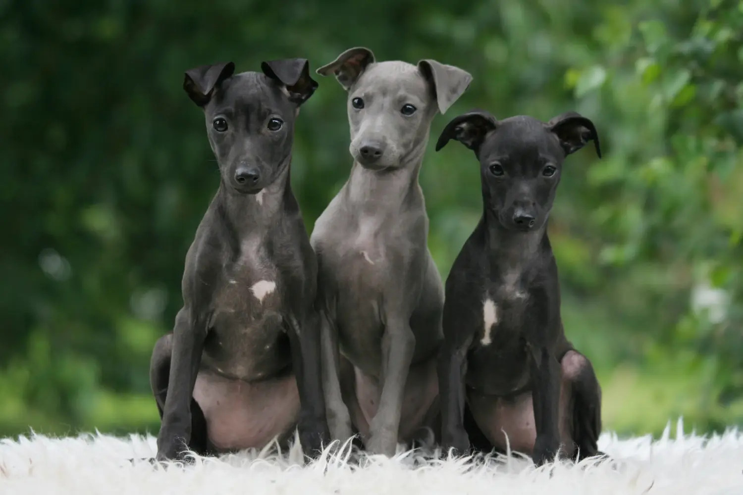 Een Italian Greyhound puppy kopen betekent verantwoordelijkheid nemen! Italiaanse windgong puppy's kopen.