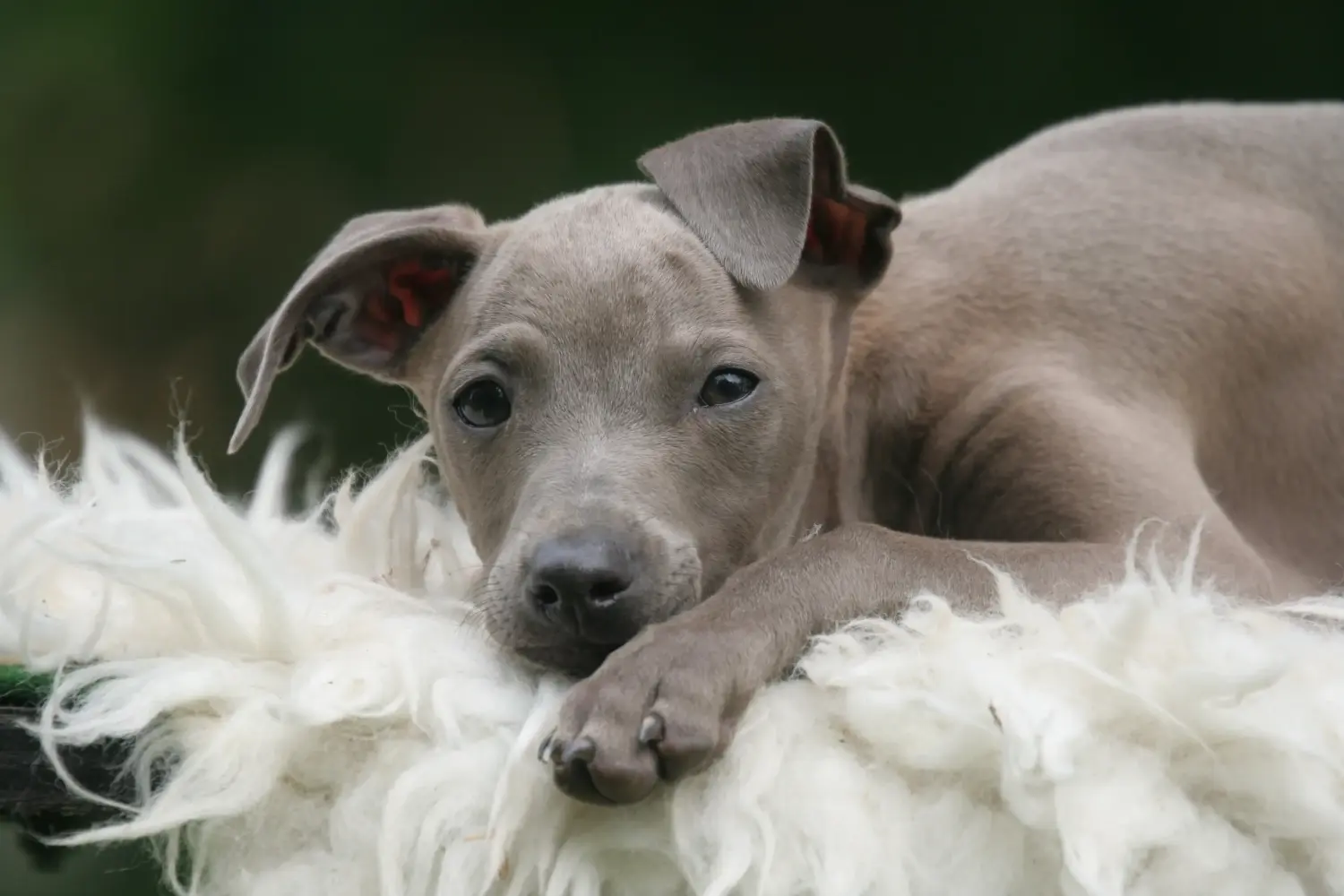 Een Italian Greyhound puppy kopen betekent verantwoordelijkheid nemen! Italiaanse windgong puppy's kopen.