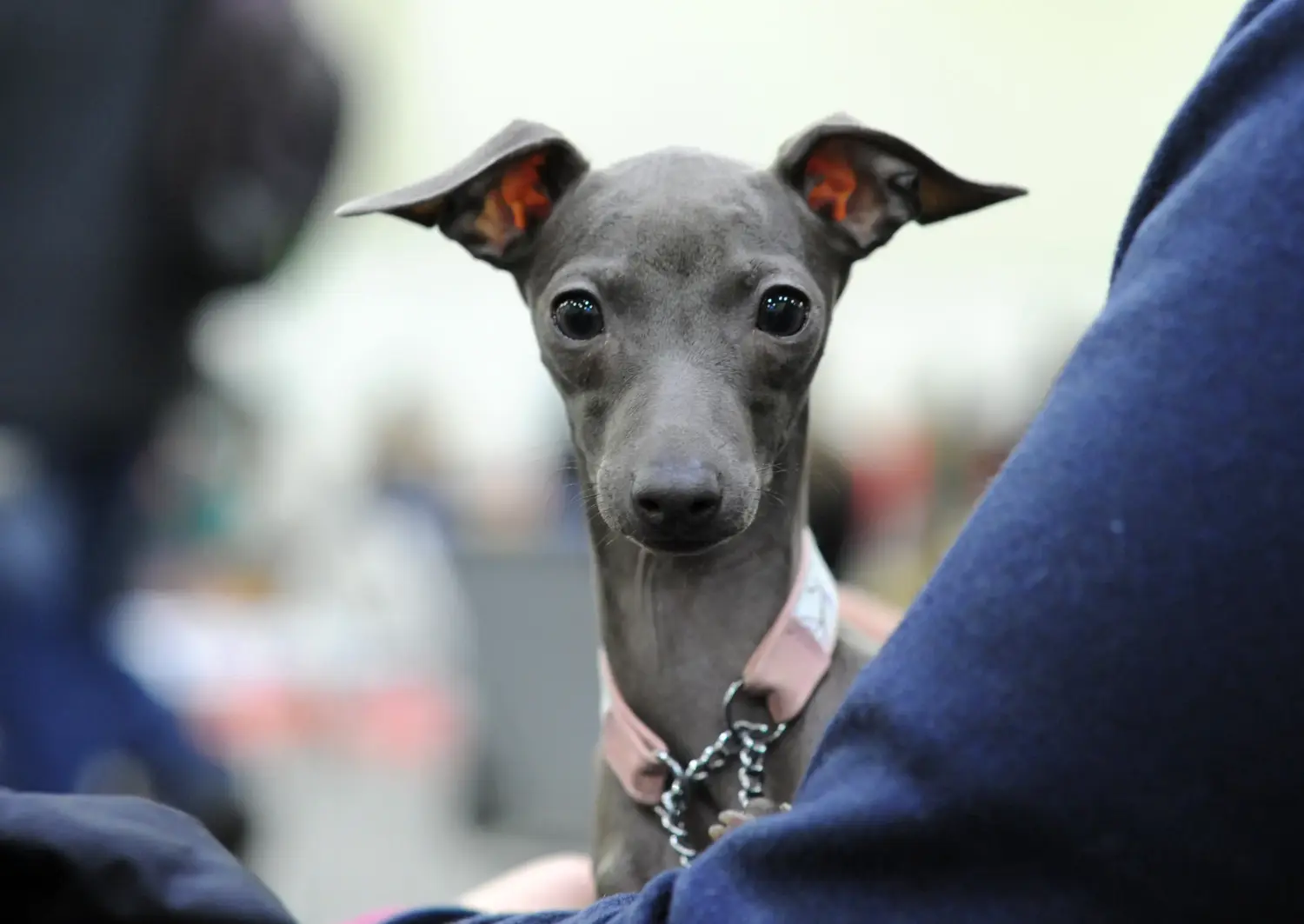 Een Italian Greyhound puppy kopen betekent verantwoordelijkheid nemen! Italiaanse windgong puppy's kopen.