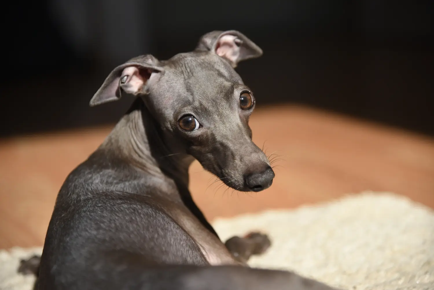 Een Italian Greyhound puppy kopen betekent verantwoordelijkheid nemen! Italiaanse windgong puppy's kopen.