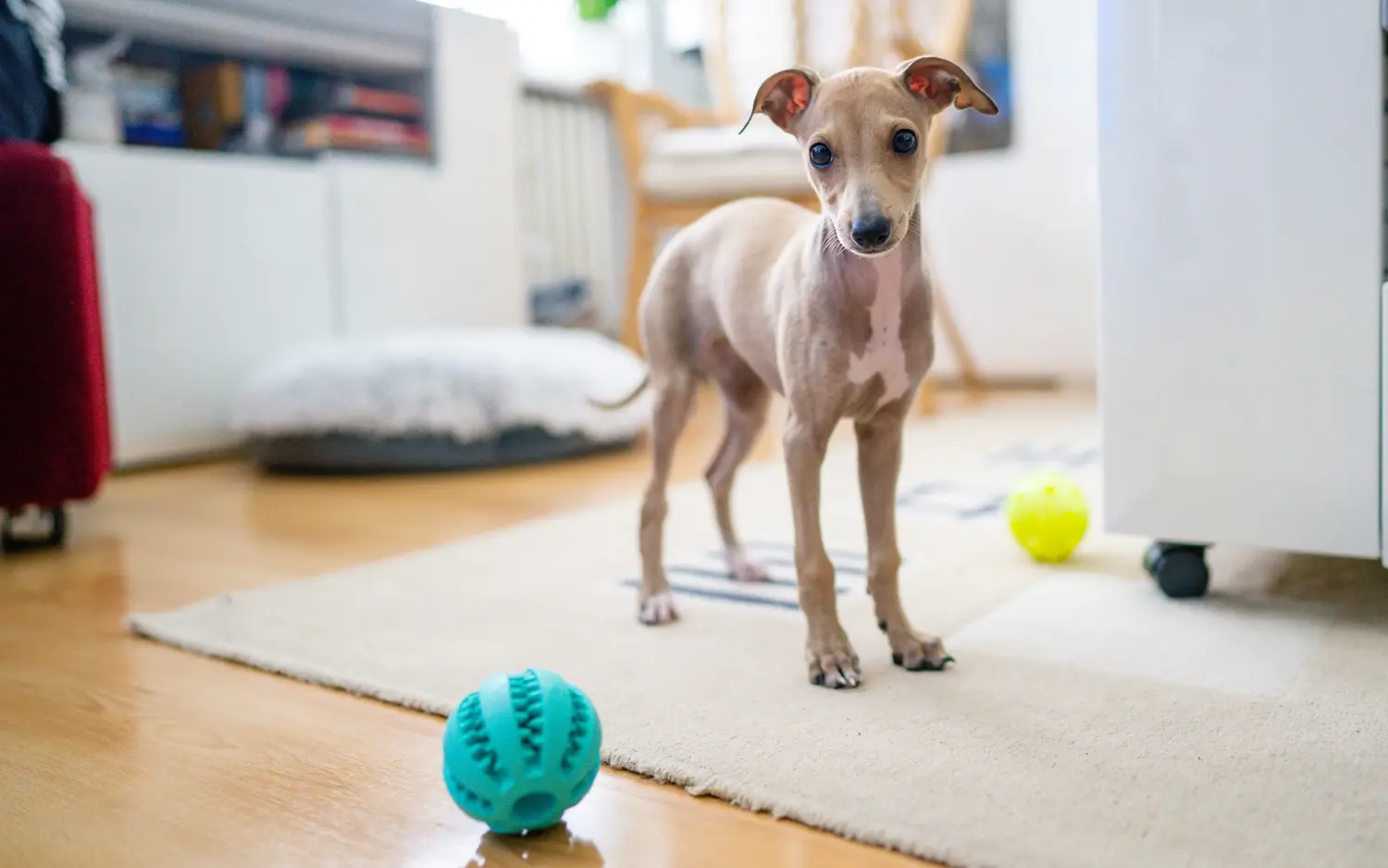 Een Italian Greyhound puppy kopen betekent verantwoordelijkheid nemen! Italiaanse windgong puppy's kopen.