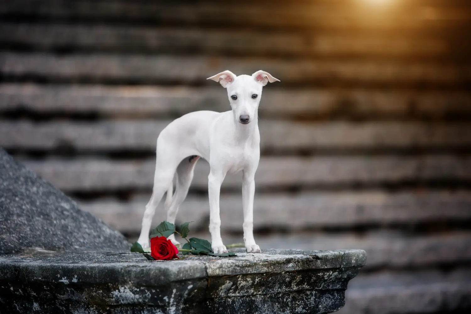 Een Italian Greyhound puppy kopen betekent verantwoordelijkheid nemen! Italiaanse windgong puppy's kopen.
