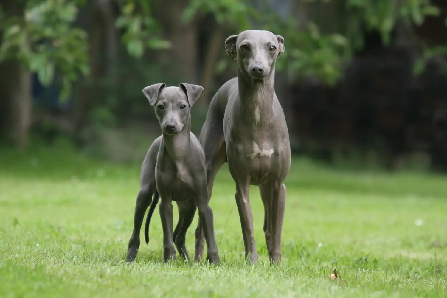 Een Italian Greyhound puppy kopen betekent verantwoordelijkheid nemen! Italiaanse windgong puppy's kopen.