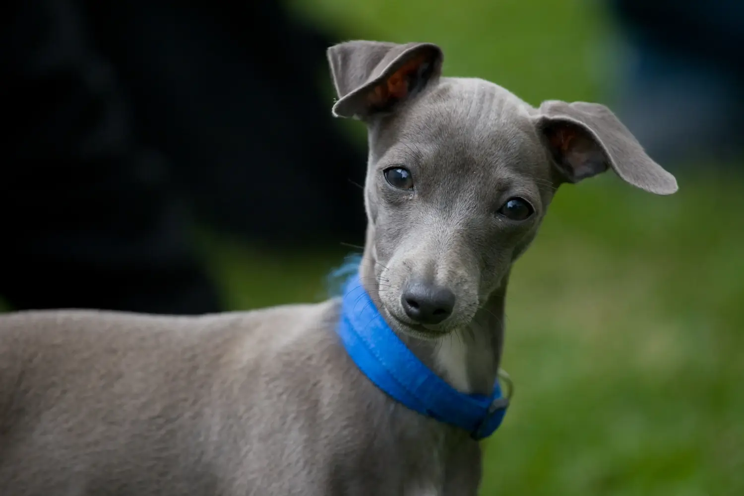 Een Italian Greyhound puppy kopen betekent verantwoordelijkheid nemen! Italiaanse windgong puppy's kopen.