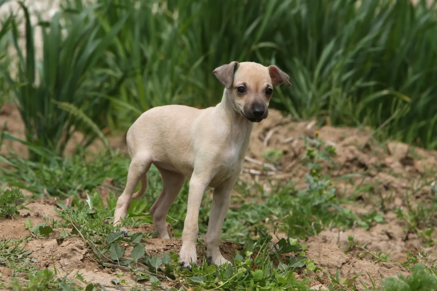 Een Italian Greyhound puppy kopen betekent verantwoordelijkheid nemen! Italiaanse windgong puppy's kopen.