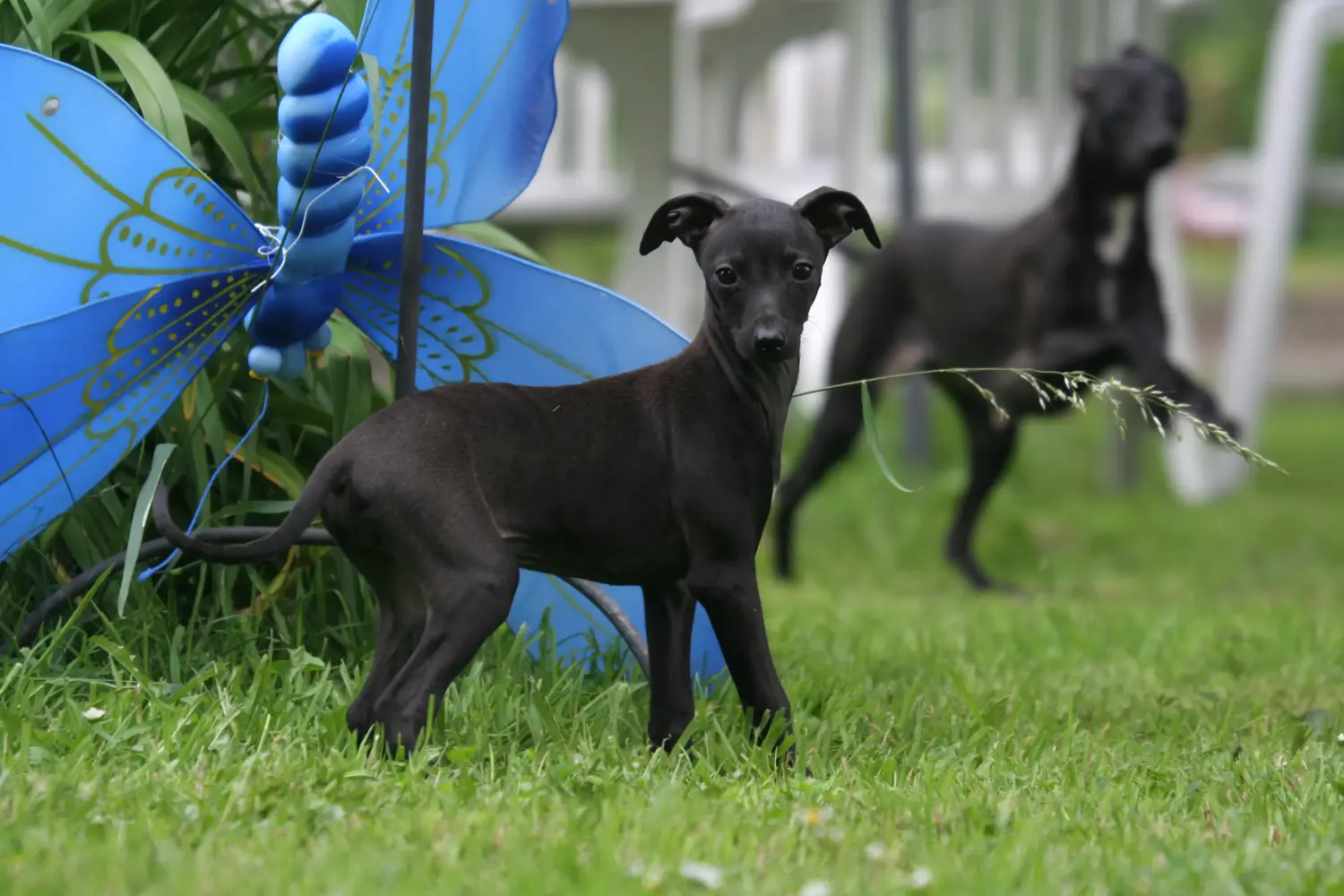 Een Italian Greyhound puppy kopen betekent verantwoordelijkheid nemen! Italiaanse windgong puppy's kopen.