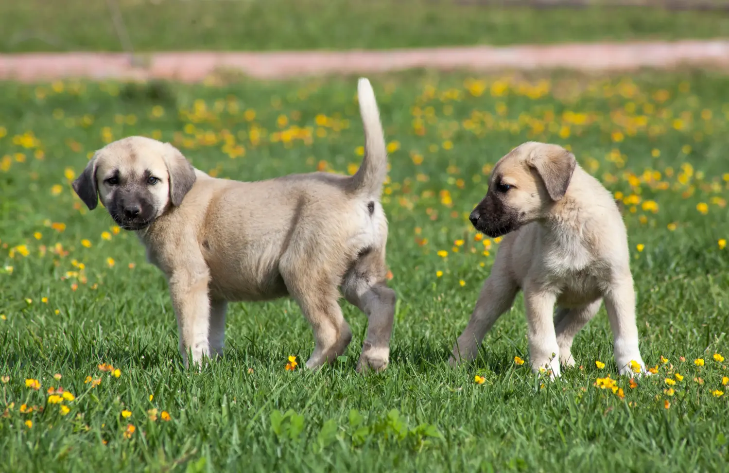 Een Kangal puppy kopen betekent verantwoordelijkheid nemen! Kangal puppy's kopen.