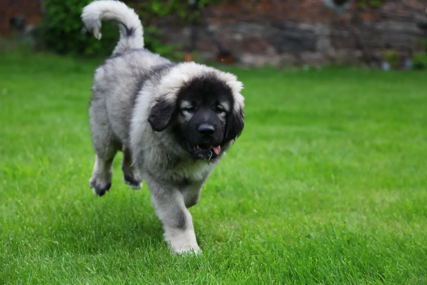 Een puppy van de Kaukasische herder kopen betekent verantwoordelijkheid nemen! Kaukasische herder puppy's kopen.