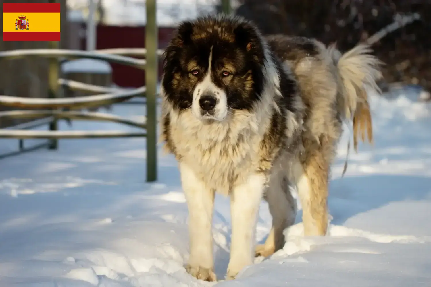 Lees meer over het artikel Kaukasische Herdershond Fokker en Puppies in Spanje