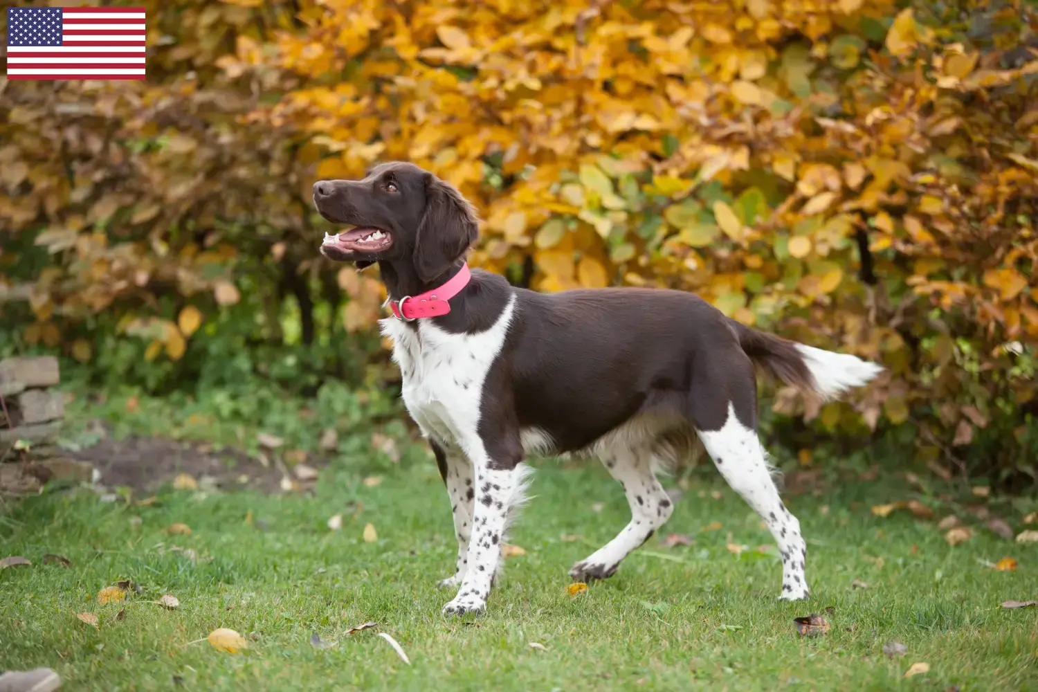 Kleine Münsterländer pups en fokker USA Hier vind je Kleine Münsterländer fokkers in de VS.