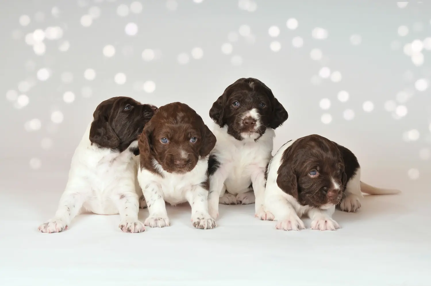 Een Kleiner Münsterländer puppy kopen betekent verantwoordelijkheid nemen! Kleine Münsterländer puppy's kopen.