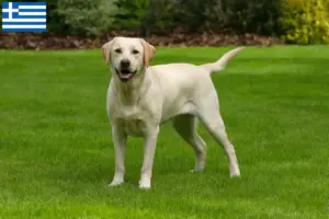 Lees meer over het artikel Labradorfokkers en puppy’s in Griekenland