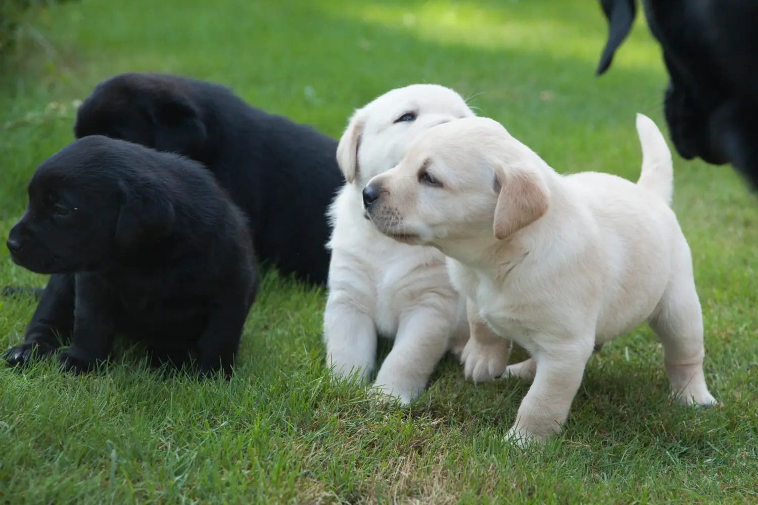 Een Labrador puppy kopen betekent verantwoordelijkheid nemen! Labrador puppy's kopen.