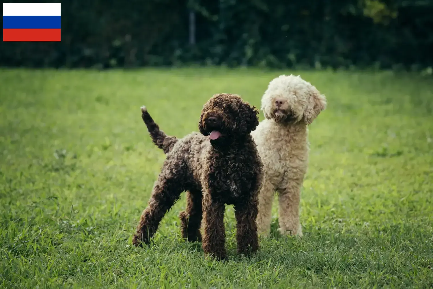 Lagotto Romagnolo pups en fokkers Rusland Hier vind je Lagotto Romagnolo fokkers in Rusland.