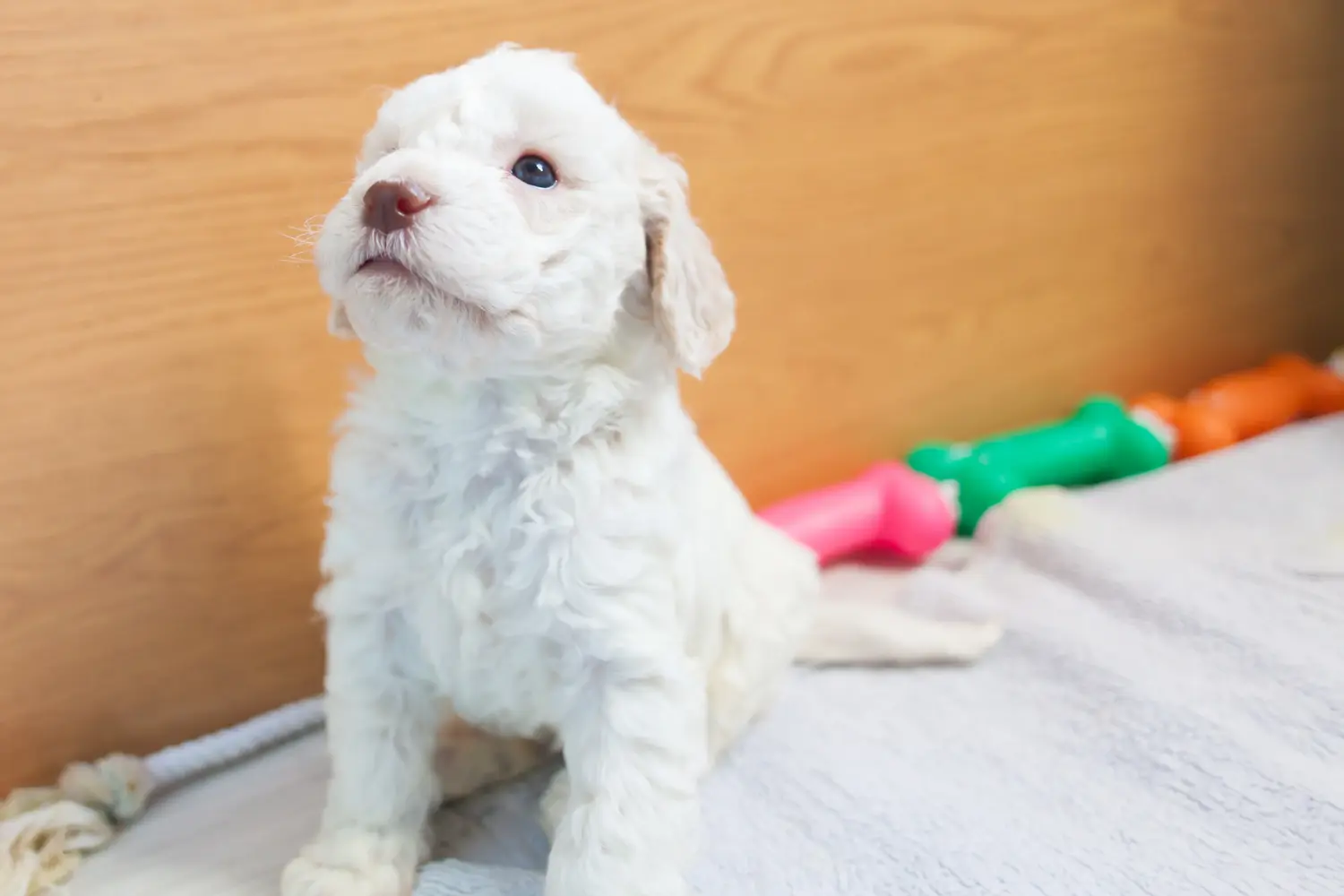 Een Lagotto Romagnolo puppy kopen betekent verantwoordelijkheid nemen! Lagotto Romagnolo puppy kopen.