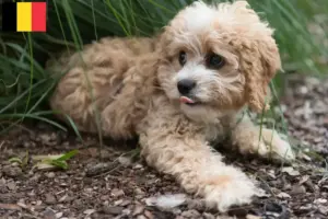 Lees meer over het artikel Maltipoo fokkers en pups in België